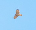 /album/photo-gallery-photogallery/short-tailed-eagle-in-flight-jpg/